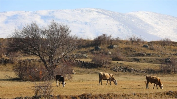 Aras Dağları'nda sonbahar ve kış birlikte arada yaşanıyor