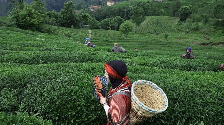 Bakan Kirişci: Çay üreticisine 749,4 milyon teklik budama tazminatı ödemesi başladı