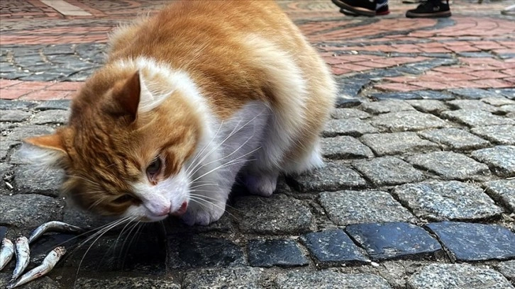 Edirne Balık Pazarı'nın müdavimi cana yakın kedi 