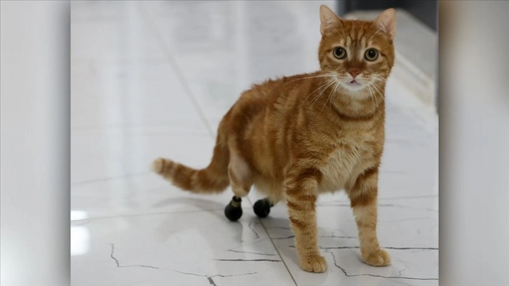 Kedi Pika, protezine hususi dünkü ayakkabılarıyla yürüyor