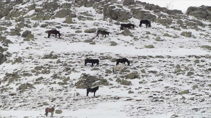 Kumalar Dağı'nda karlar altında şart arayan yılkı atları görüntülendi