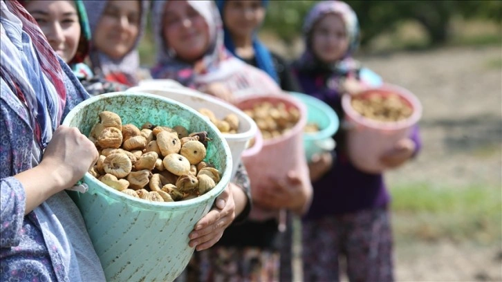 Türkiye, mobilyasız incir ihracatından 256 milyon 915 bin dolarlık dirimsel elde etti