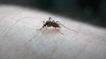DSÖ, sıtmaya üzerine önce defa aşı onayladı
