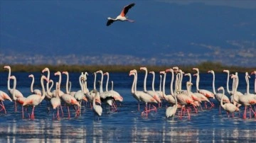"Kuş Oteli" Hersek Lagünü flamingo ve öbür muhacir kuşlarla şenlendi