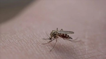 Sivrisinekler kırmızı, turuncu ve yağız giyenleri elan baş döndürücü ısırıyor