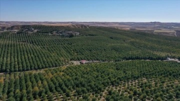 Türkiye'nin en iri kapama ceviz bahçesinde 600 titrem ceviz hasat edildi